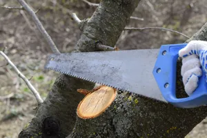 Can+Your+Neighbour+Cut+Your+Tree+Without+Permission+in+the+UK--200h
