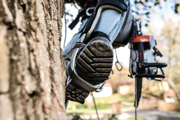 Tree+Removal+for+Large+Trees+glasgow-602w