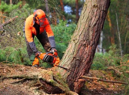 Understanding+Tree+Felling+Regulations+in+Glasgow-599w