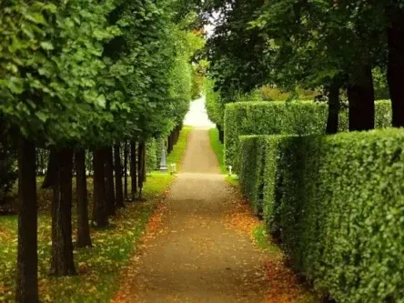 hedge-trimming_orig-640x426-1920w-169cf485-513w