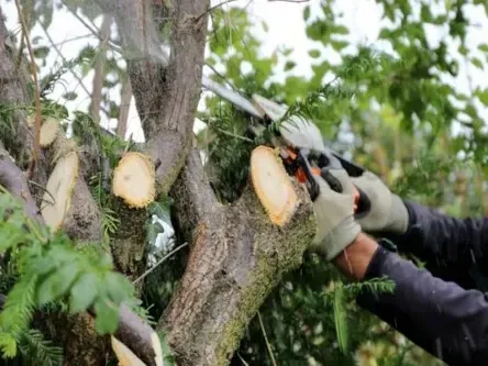 pollarding-tree-services-tree-company-tree-companies-tree-cutting-tree-felling-stump-grinding-glasgow-carluke-lanarkshire_orig-1920w-513w
