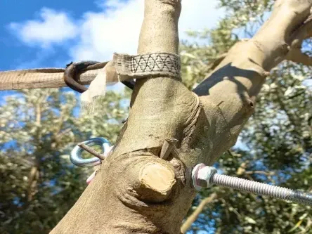 tree-cabling-tree-bracing-glasgow-glasgow-trees-1920w-513w