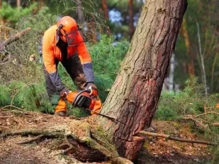 tree-cutting-services-tree-removal-services-emergency-tree-removal-24-hour-emergency-tree-service-kirkmuirhill-clyde-valley-south-lanarkshire_orig-1920w-513w