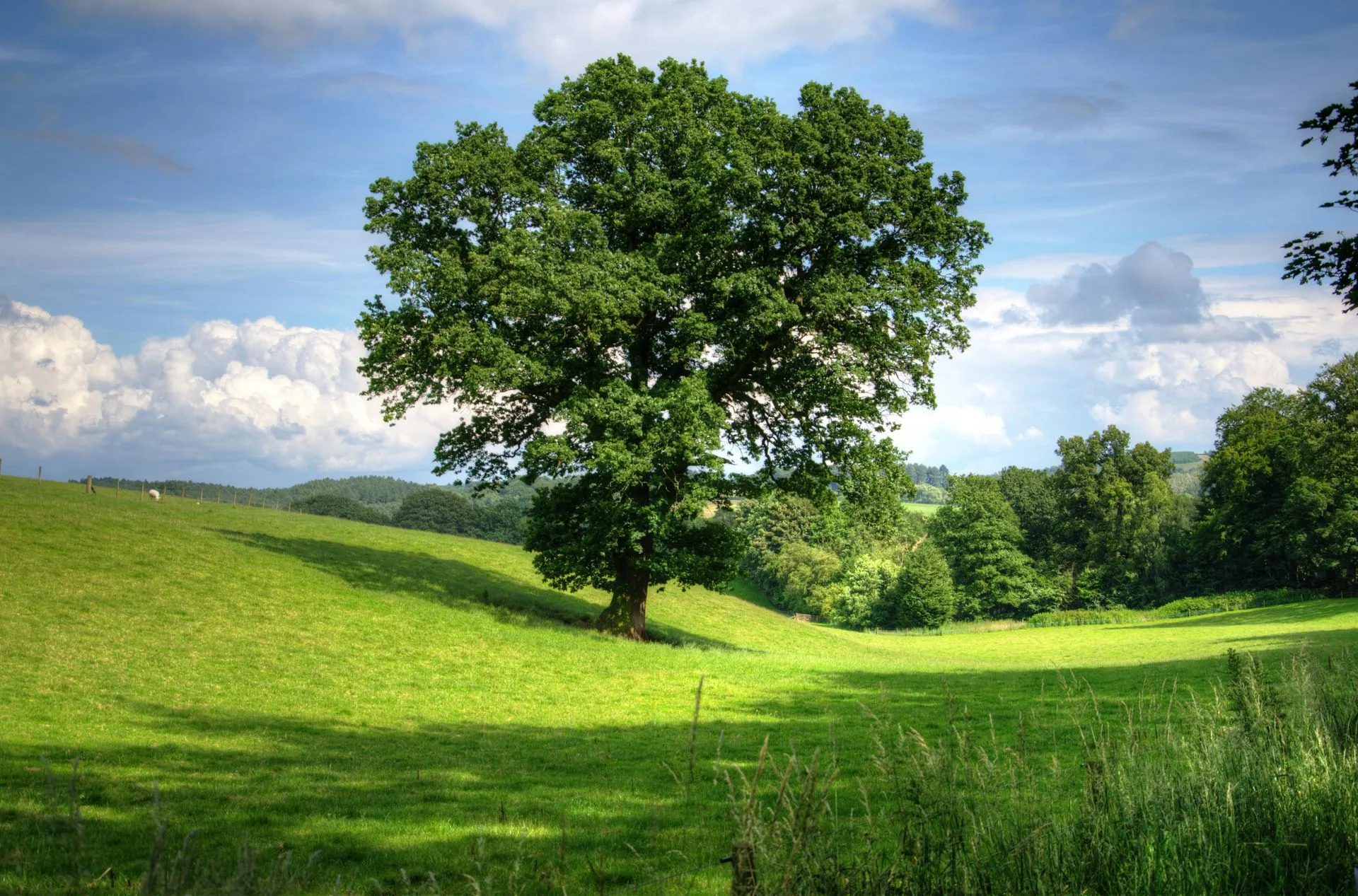 tree-oak-landscape-view-53435-1920w