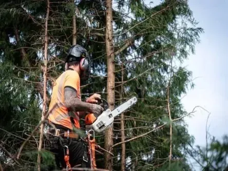 tree-removal-croftamie-1920w-513w