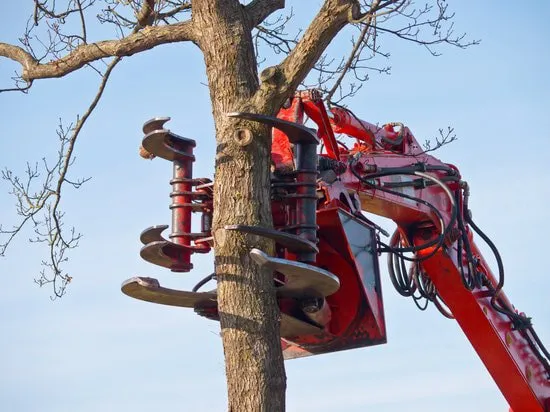 tree-removal-glasgow-glasgow-tree-removal-best-tree-surgeon-tree-surgeon-near-me-tree-cutting-glasgow-tree-trimming-glasgow-dalserf-clyde-valley-south-lanarkshire_orig-1920w