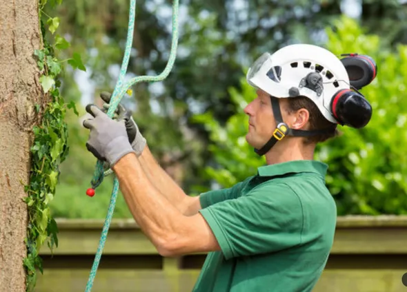 tree-surgeon-arborist-tree-services-tree-surgeon-near-me-tree-company-near-me-tree-services-near-me-glasgow_orig-858x616-590w