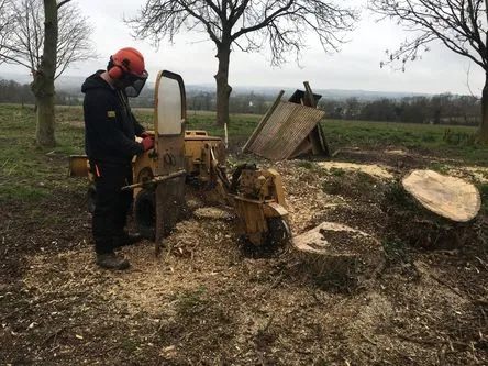 tree+removal+aftercare+in+glasgow-513w